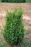 Jałowiec pospolity Juniperus communis L.)