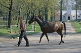 Janów Podlaski koń arabski