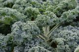 Jarmuż, kapusta liściasta Brassica oleracea var. acephala) - pododmiana botaniczna kapusty bezgłowej subvar. laciniata) .