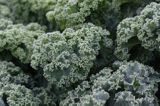 Jarmuż, kapusta liściasta Brassica oleracea var. acephala) - pododmiana botaniczna kapusty bezgłowej subvar. laciniata) .