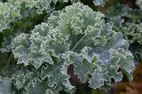 Jarmuż, kapusta liściasta Brassica oleracea var. acephala) - pododmiana botaniczna kapusty bezgłowej subvar. laciniata) .