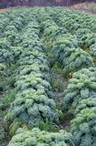 Jarmuż, kapusta liściasta Brassica oleracea var. acephala) - pododmiana botaniczna kapusty bezgłowej subvar. laciniata) .