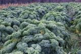 Jarmuż, kapusta liściasta Brassica oleracea var. acephala) - pododmiana botaniczna kapusty bezgłowej subvar. laciniata) .