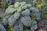 Jarmuż, kapusta liściasta Brassica oleracea var. acephala) - pododmiana botaniczna kapusty bezgłowej subvar. laciniata) .