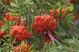 Jarząb pospolity Jarzębina) . Różowate. Sorbus aucuparia. Rosaceae