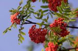 Jarząb pospolity Jarzębina) . Różowate. Sorbus aucuparia. Rosaceae