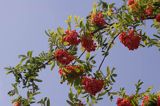 Jarząb pospolity Jarzębina) . Różowate. Sorbus aucuparia. Rosaceae