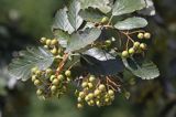 Jarząb szwedzki - Sorbus intermedia, liście i niedojrzałe owoce
