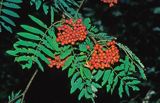 Jarząb pospolity, jarząb zwyczajny, jarzębina Sorbus aucuparia L.) owoce
