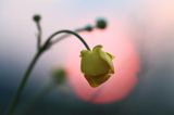 Jaskier ostry, Ranunculus acris