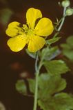 Jaskier Ranunculus L.)