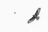 Myszołów, Buteo buteo i jaskółka