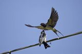 Jaskółki dymówki, Hirundo rustica, karmienie