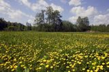 jaskry na podmokłej łące Nadbużański Park Krajobrazowy