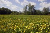 jaskry na podmokłej łące Nadbużański Park Krajobrazowy