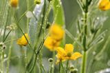 Jaskier ostry, Ranunculus acris