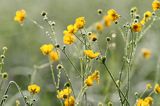 Jaskier ostry, Ranunculus acris