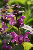 jasnota plamista, Lamium maculatum, kwiaty