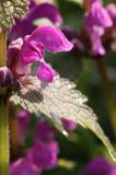 jasnota plamista, Lamium maculatum, kwiaty