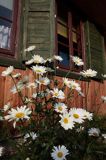 Jastrun wielki Chrysanthemum maximum