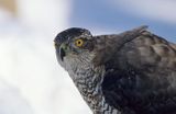 jastrząb Accipiter gentilis