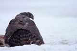 jastrząb, Accipiter gentilis, przy padlinie