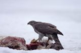 jastrząb, Accipiter gentilis, przy padlinie