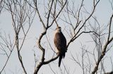 jastrząb, Accipiter gentilis