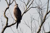 jastrząb, Accipiter gentilis