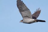 jastrząb, Accipiter gentilis