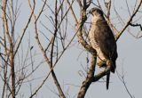 jastrząb, Accipiter gentilis