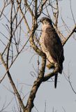 jastrząb, Accipiter gentilis