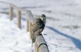 jastrząb Accipiter gentilis