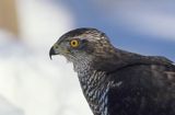 jastrząb Accipiter gentilis