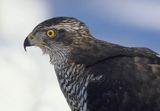 jastrząb Accipiter gentilis