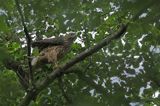 Jastrząb zwyczajny, jastrząb, jastrząb gołębiarz, Accipiter gentilis, juv.