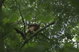 Jastrząb zwyczajny, jastrząb, jastrząb gołębiarz, Accipiter gentilis, juv.