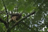 Jastrząb zwyczajny, jastrząb, jastrząb gołębiarz, Accipiter gentilis, juv.