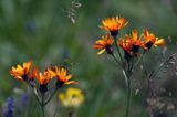 jastrzębiec pomarańczowy Hieracium auriantiacum