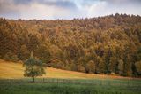 Jesień, Jaworniki, Bieszczady