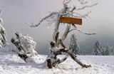 Jaworzyna Krynicka, na szczycie, Beskid Sądecki