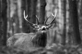 jeleń szlachetny, europejski, Cervus elaphus elaphus jeleń karpacki, rykowisko, Bieszczady, byk