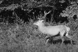 jeleń szlachetny, europejski, Cervus elaphus elaphus jeleń karpacki, rykowisko, Bieszczady, byk