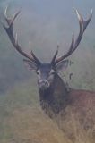 jeleń szlachetny, europejski, Cervus elaphus elaphus jeleń karpacki