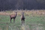 jelenie w Bieszczadach