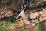 jeleń szlachetny, europejski, Cervus elaphus elaphus jeleń karpacki, bieszczadzki