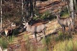 jeleń szlachetny, europejski, Cervus elaphus elaphus jeleń karpacki, bieszczadzki