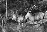 jeleń szlachetny, europejski, Cervus elaphus elaphus jeleń karpacki, rykowisko, Bieszczady, byk