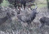 jeleń szlachetny, europejski, Cervus elaphus elaphus jeleń karpacki, bieszczadzki, byk i łanie