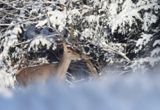 jeleń szlachetny, europejski, Cervus elaphus elaphus jeleń karpacki, bieszczadzki, łania © Agnieszka & Włodek Bilińscy, łania, łanie